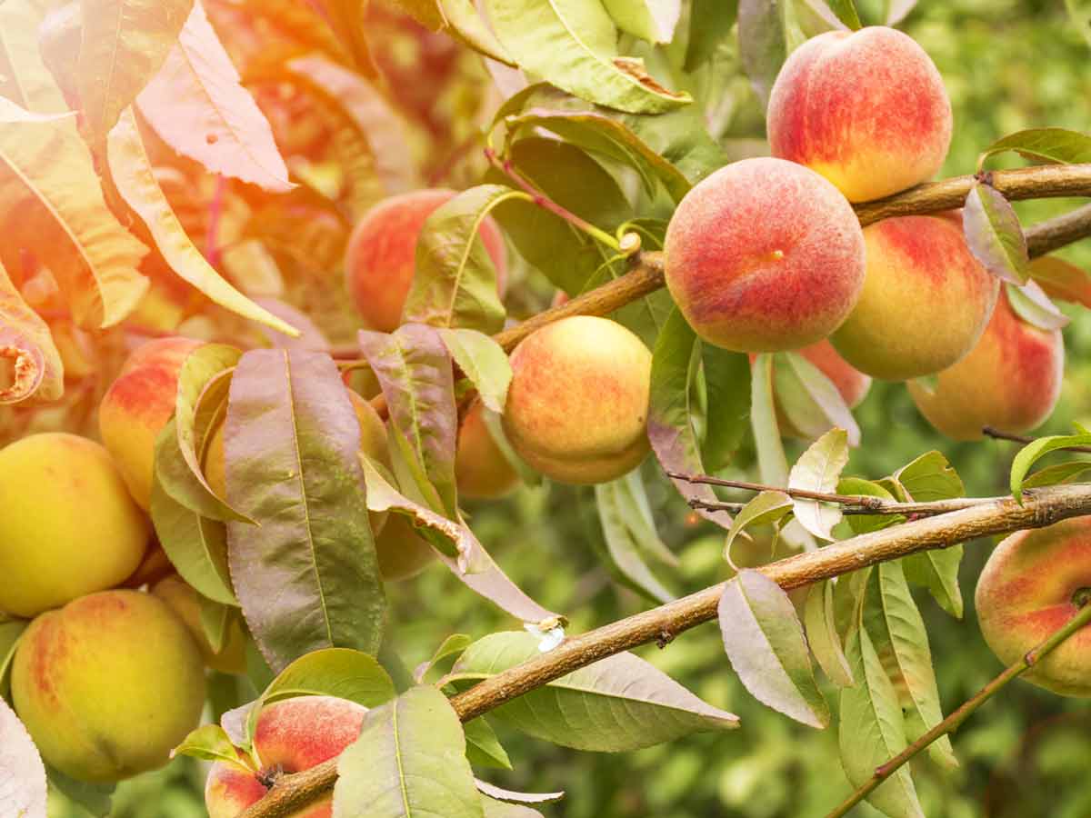 ripe sweet peaches grow tree garden