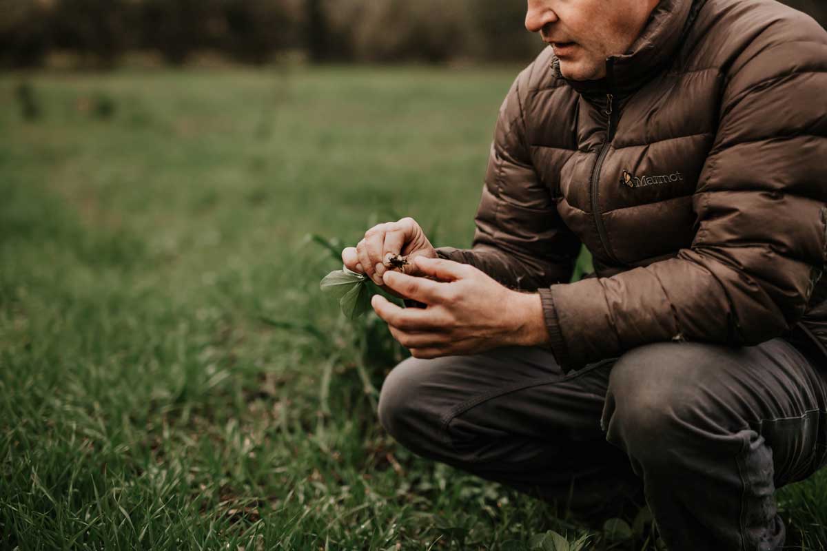 farmer landy kneeling on the ground looking closely at the root of a small plant in his hands