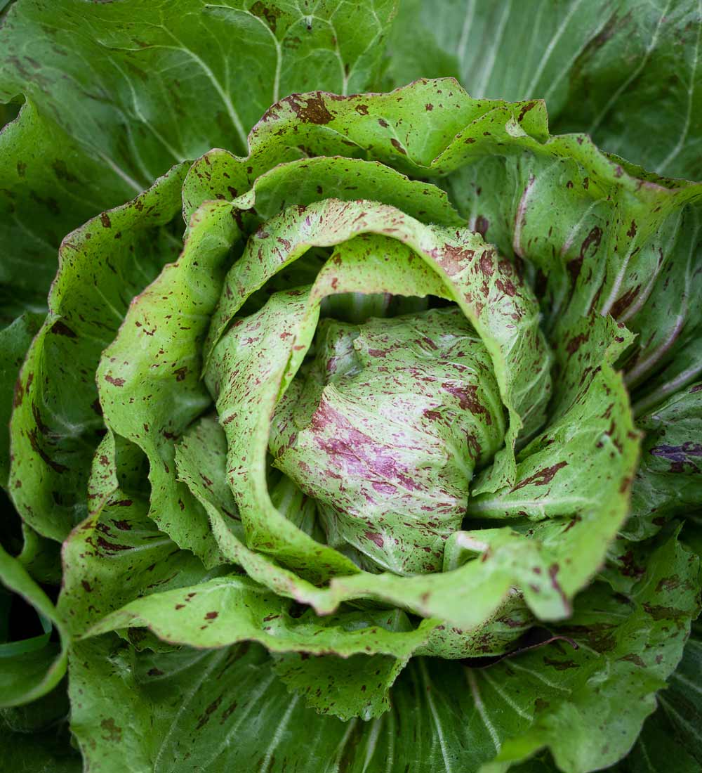 healthy real organic lettuce with small stripes and stains in purple color